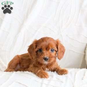 Ranger, Cavapoo Puppy