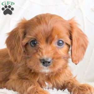 Ranger, Cavapoo Puppy