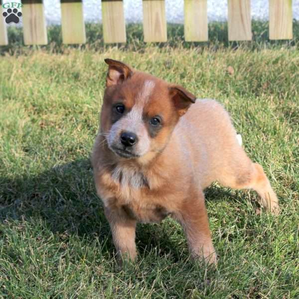 Rascal, Blue Heeler – Australian Cattle Dog Puppy