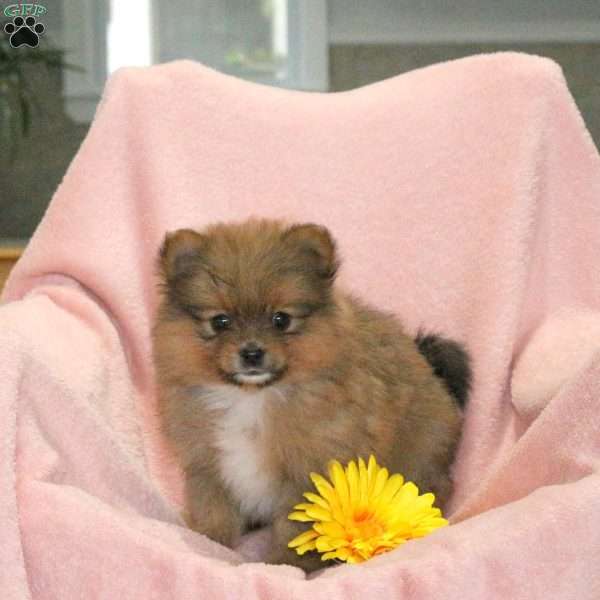 Rascal, Pomeranian Puppy
