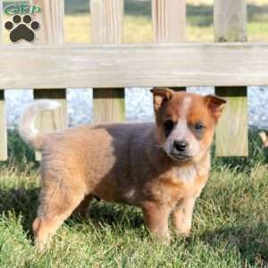 Rascal, Blue Heeler – Australian Cattle Dog Puppy