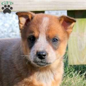 Rascal, Blue Heeler – Australian Cattle Dog Puppy