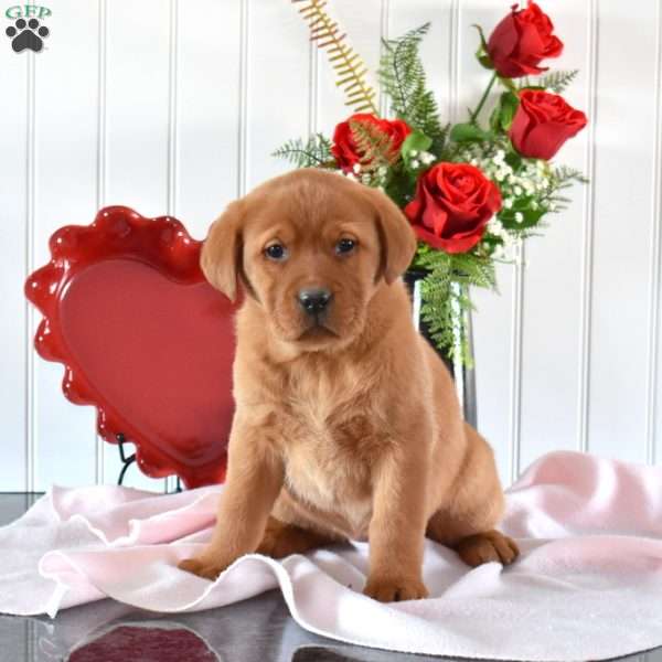 Raspberry, Fox Red Labrador Retriever Puppy