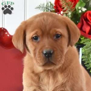 Raspberry, Fox Red Labrador Retriever Puppy