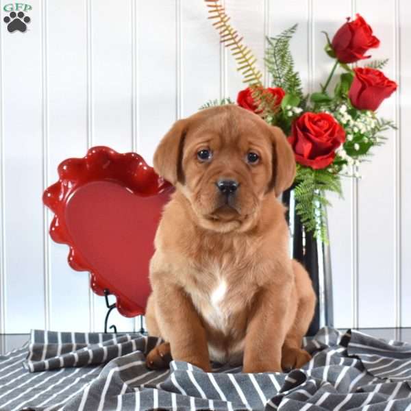 Ravioli, Fox Red Labrador Retriever Puppy
