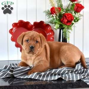 Ravioli, Fox Red Labrador Retriever Puppy