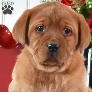Ravioli, Fox Red Labrador Retriever Puppy