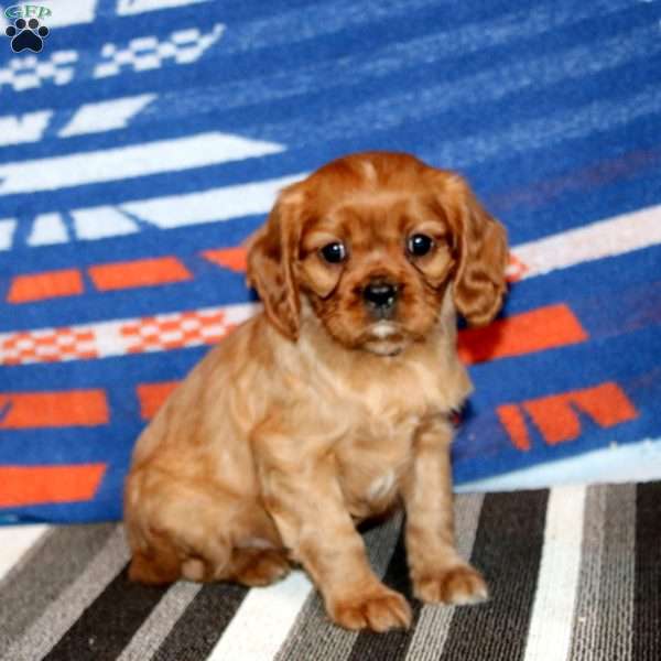 Rayna, Cavalier King Charles Spaniel Puppy
