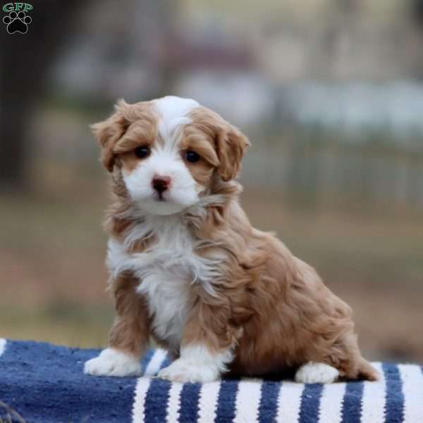 Rayna, Cockapoo Puppy