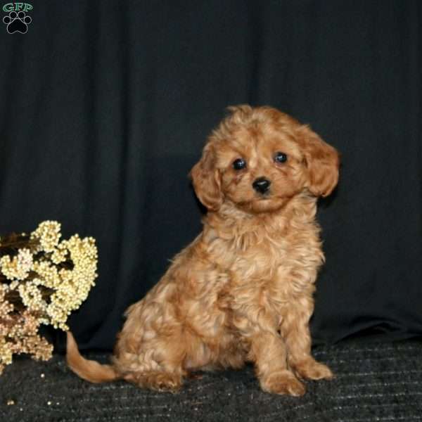 Rayna, Cavapoo Puppy