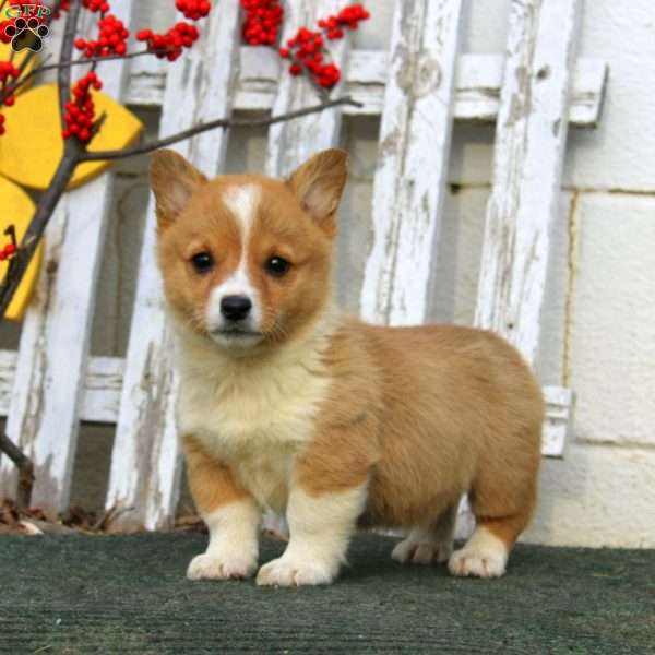 Rayna, Pembroke Welsh Corgi Puppy