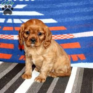 Rayna, Cavalier King Charles Spaniel Puppy