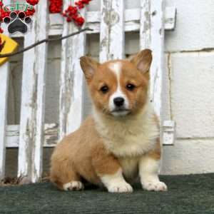 Rayna, Pembroke Welsh Corgi Puppy