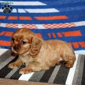 Rayna, Cavalier King Charles Spaniel Puppy