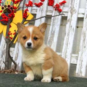 Rayna, Pembroke Welsh Corgi Puppy