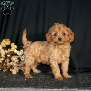Rayna, Cavapoo Puppy