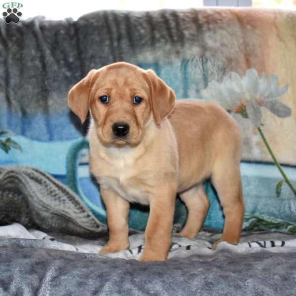 Rea, Fox Red Labrador Retriever Puppy