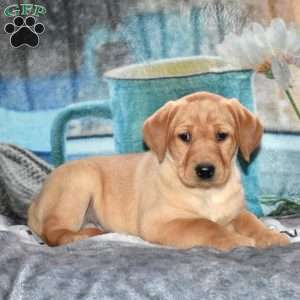 Rea, Fox Red Labrador Retriever Puppy