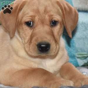 Rea, Fox Red Labrador Retriever Puppy