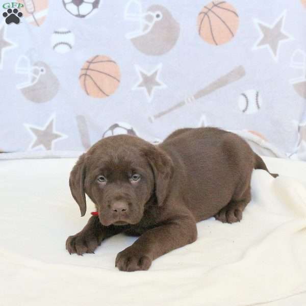 Reagan, Chocolate Labrador Retriever Puppy