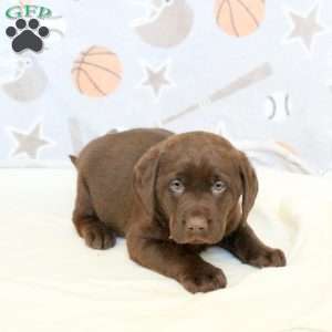 Reagan, Chocolate Labrador Retriever Puppy