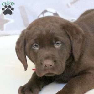 Reagan, Chocolate Labrador Retriever Puppy