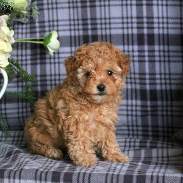 Reba, Toy Poodle Puppy