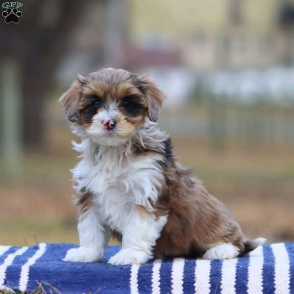 Reba, Cockapoo Puppy