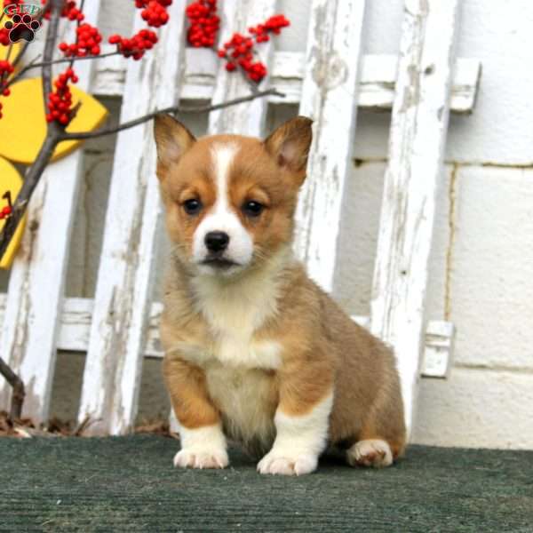 Reba, Pembroke Welsh Corgi Puppy
