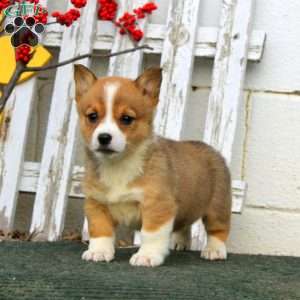 Reba, Pembroke Welsh Corgi Puppy