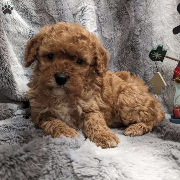 Reba, Miniature Poodle Puppy