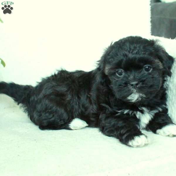 Rebel, Shih Tzu Mix Puppy