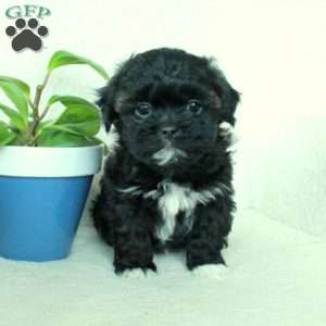 Rebel, Shih Tzu Mix Puppy