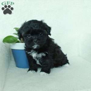Rebel, Shih Tzu Mix Puppy