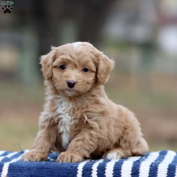 Reece, Cockapoo Puppy