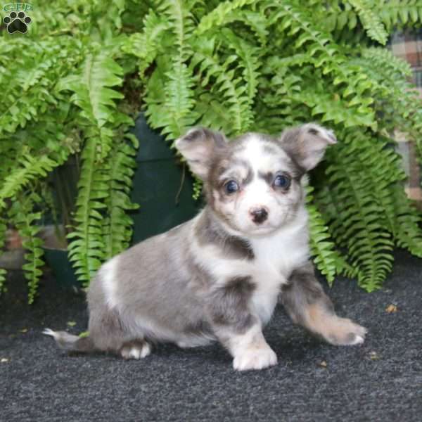 Reece, Chihuahua Puppy