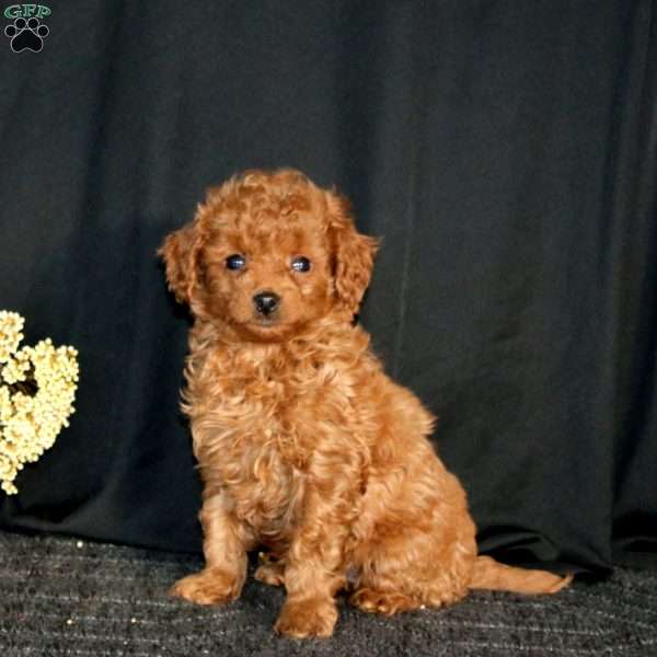 Reece, Cavapoo Puppy