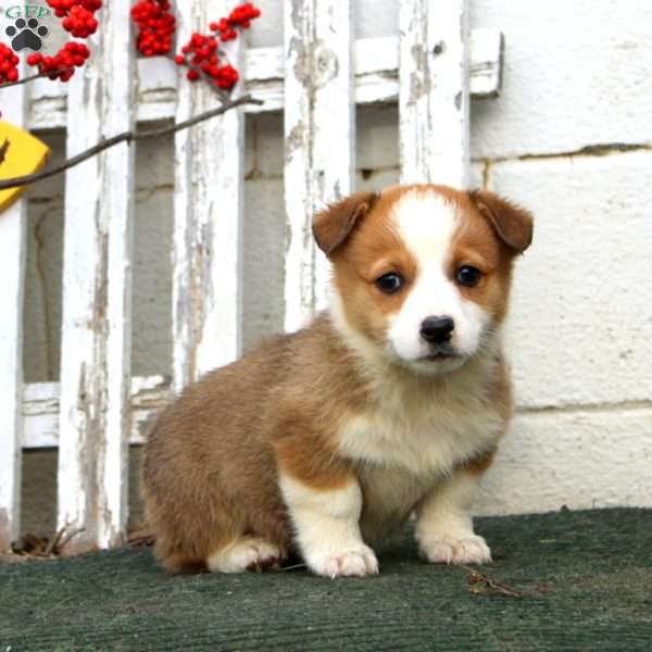 Reece, Pembroke Welsh Corgi Puppy