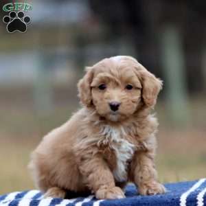 Reece, Cockapoo Puppy