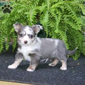 Reece, Chihuahua Puppy