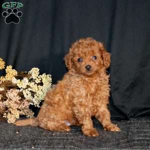 Reece, Cavapoo Puppy