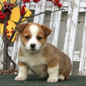 Reece, Pembroke Welsh Corgi Puppy