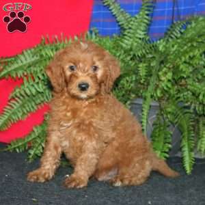 Reece, Goldendoodle Puppy