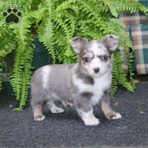 Reece, Chihuahua Puppy