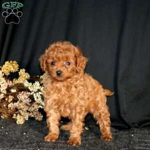 Reece, Cavapoo Puppy