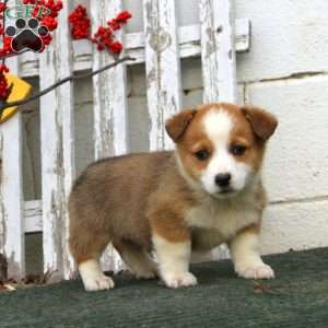 Reece, Pembroke Welsh Corgi Puppy