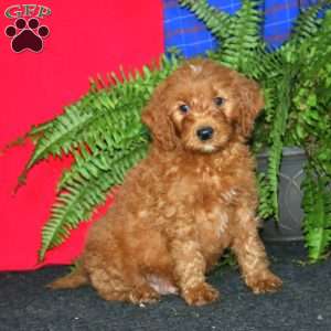 Reece, Goldendoodle Puppy