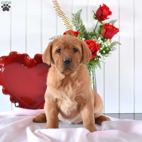 Reese, Fox Red Labrador Retriever Puppy