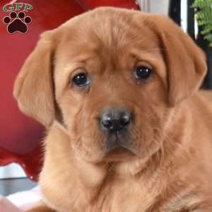 Reese, Fox Red Labrador Retriever Puppy