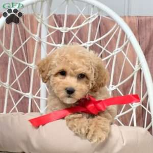 Reeses, Bich-Poo Puppy